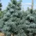 Пихта КОНКОЛОР в Нижнем Тагиле