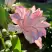 Лилия РОУЗЛИЛИ АННУШКА в Нижнем Тагиле