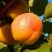 Абрикос СПАДЧЫНА в Нижнем Тагиле