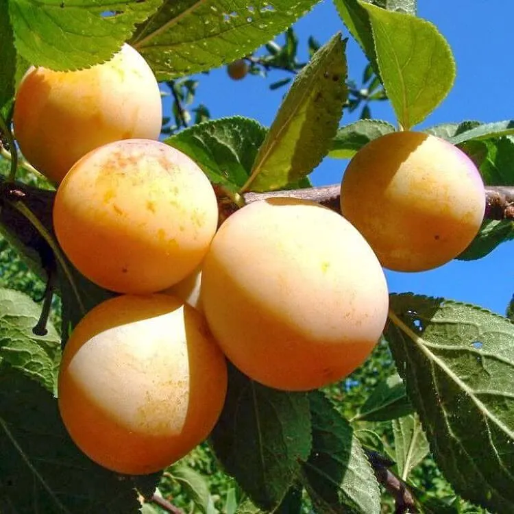 Слива  Слива