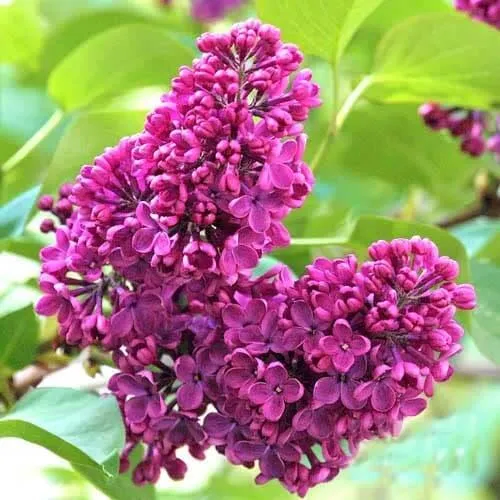 Сирень ЧАРЛЬЗ ДЖОЛИ в Нижнем Тагиле