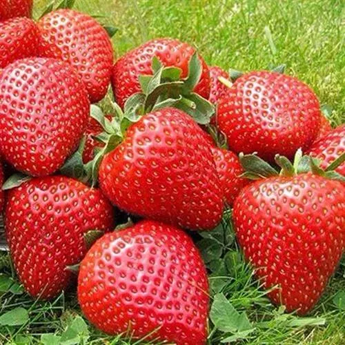 Клубника ЭЛИАНЕ в Нижнем Тагиле