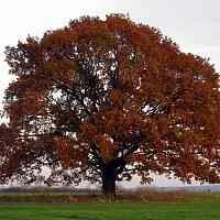 Дуб скальный  Дуб скальный в Нижнем Тагиле