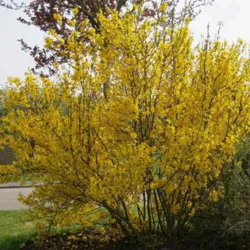 Форзиция КАМСОН промежуточная в Нижнем Тагиле