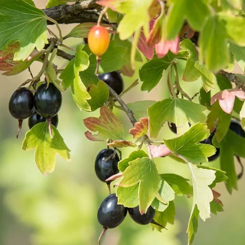 Смородина золотистая БЛЭЙКСТ в Нижнем Тагиле