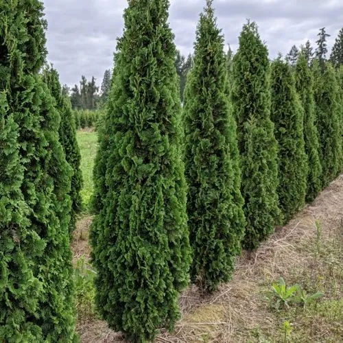 Туя ДЕГРУТ СПАЙР западная в Нижнем Тагиле
