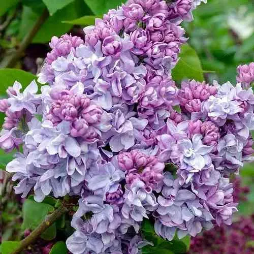 Сирень КАТЕРИНА ХАВЕМЕЙЕР в Нижнем Тагиле