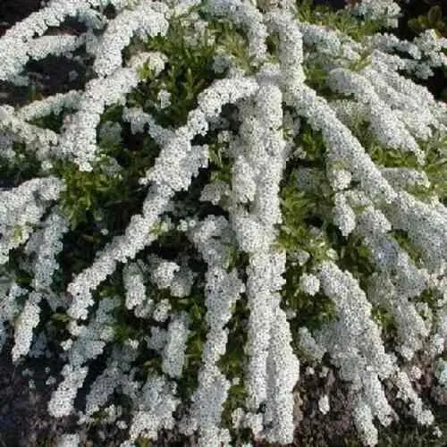 Спирея АРГУТА в Нижнем Тагиле