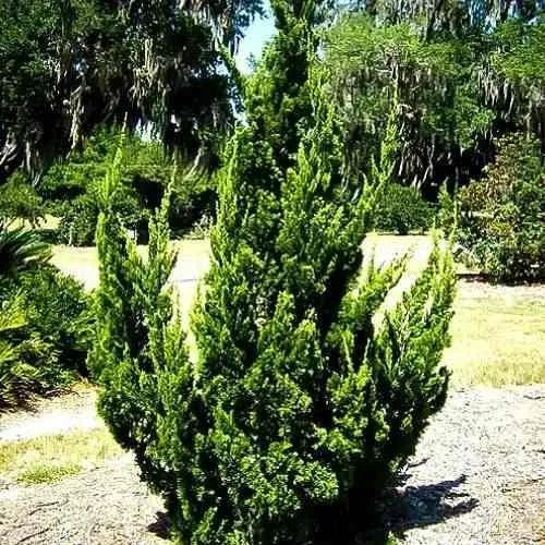 Можжевельник КАЙЗУКА китайский в Нижнем Тагиле