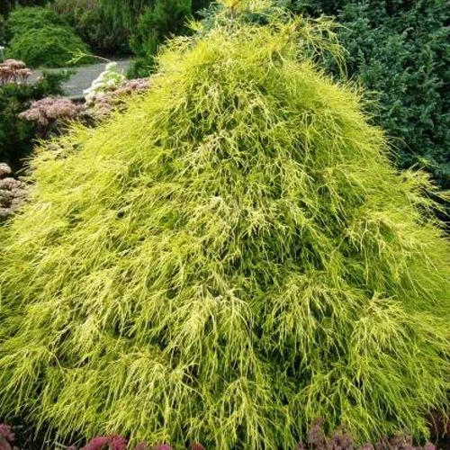 Кипарисовик ФИЛИФЕРА АУРЕА горохоплодный в Нижнем Тагиле