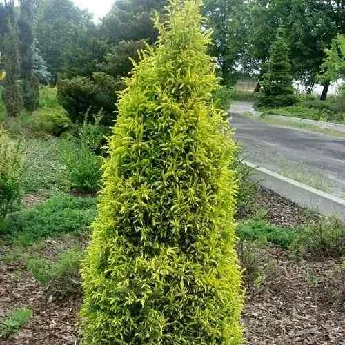 Можжевельник ГОЛД КОН обыкновенный в Нижнем Тагиле