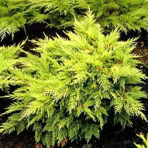 Можжевельник МОРДИГАН ГОЛД средний в Нижнем Тагиле