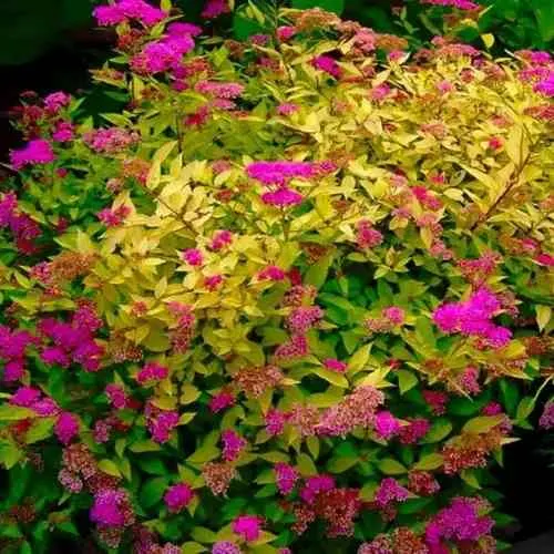 Спирея ГОЛДЕН ПРИНЦЕСС японская в Нижнем Тагиле