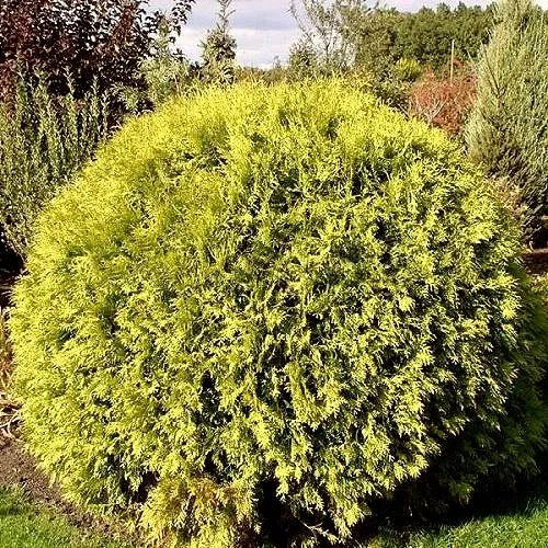 Туя ГЛОБОЗА АУРЕА западная в Нижнем Тагиле