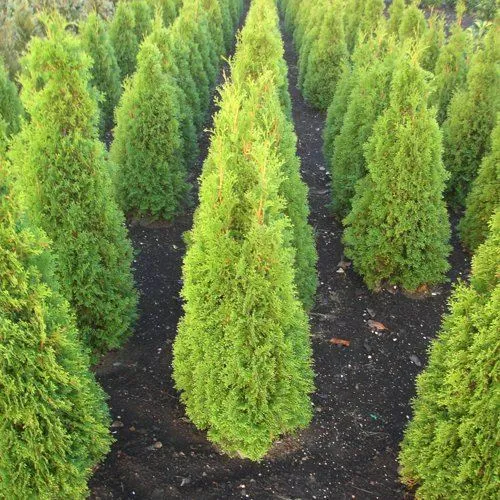 Туя САННИ СМАРАГД западная  в Нижнем Тагиле