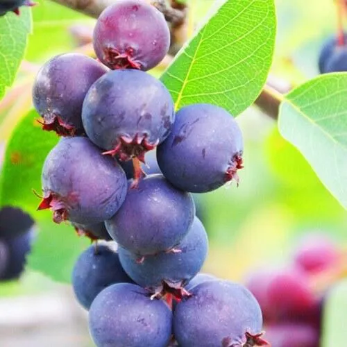 Ирга СМОУКИ в Нижнем Тагиле