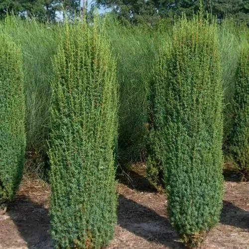 Можжевельник ХИБЕРНИКА обыкновенный в Нижнем Тагиле
