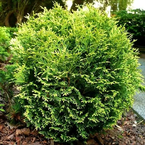 Туя ВОТЕРФИЛД западная в Нижнем Тагиле