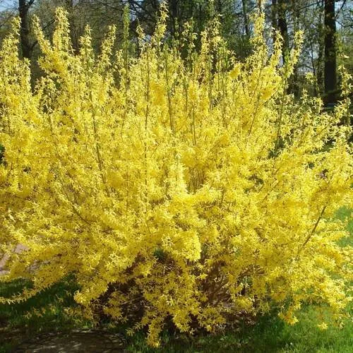 Форзиция ФОРЧУНА в Нижнем Тагиле