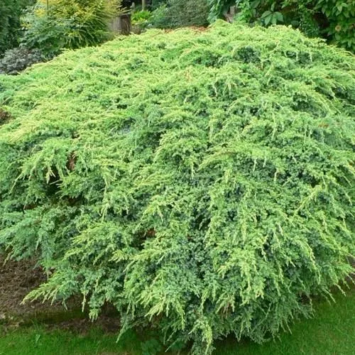 Можжевельник ХОЛГЕР чешуйчатый в Нижнем Тагиле