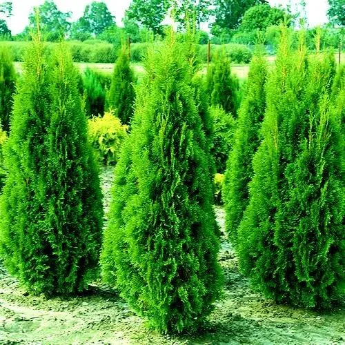 Туя ВИДМАНТ западная в Нижнем Тагиле