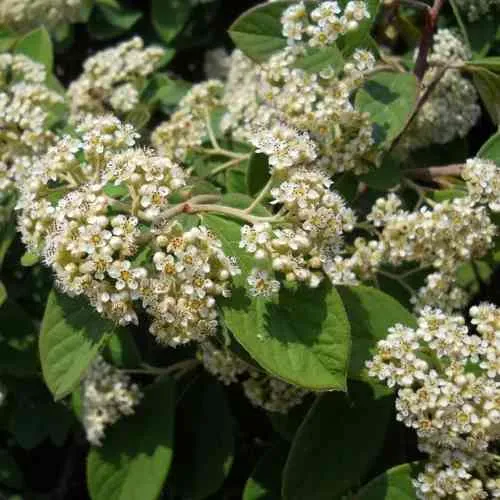 Кизильник пузырчатый в Нижнем Тагиле