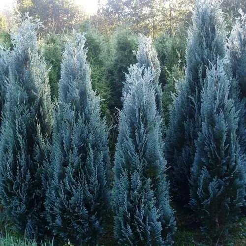 Кипарисовик ДАРТС БЛЮ РИББОН лавсона в Нижнем Тагиле