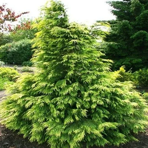 Кипарисовик САНКИСТ лавсона в Нижнем Тагиле