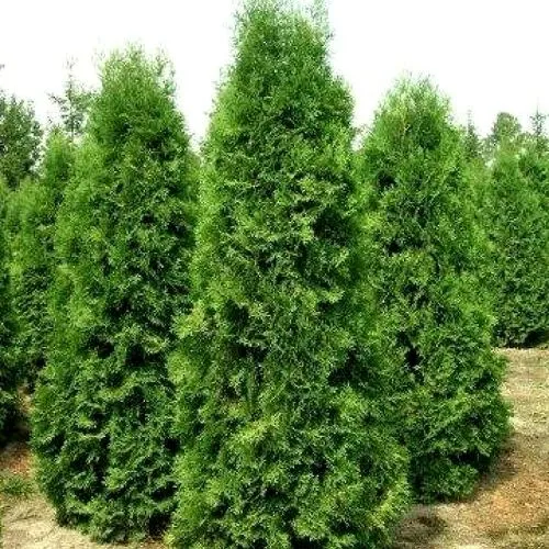 Туя западная Пирамидалис Компакта в Нижнем Тагиле