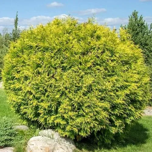 Туя ГОЛДЕН ГЛОБ западная в Нижнем Тагиле