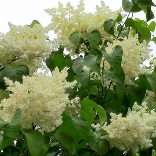 Сирень АМУРСКАЯ в Нижнем Тагиле