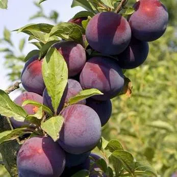 Поздняя  Поздняя в Нижнем Тагиле