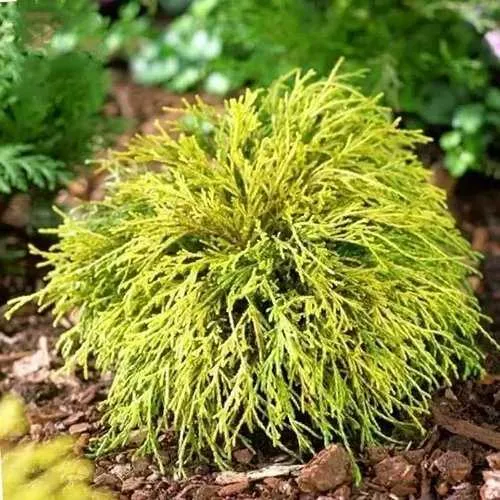 Кипарисовик ВАВЕЛ горохоплодный в Нижнем Тагиле