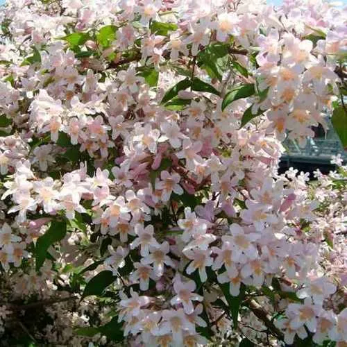 Кольквиция прелестная в Нижнем Тагиле