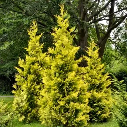 Туя ГОЛДЕН БРАБАНТ западная в Нижнем Тагиле