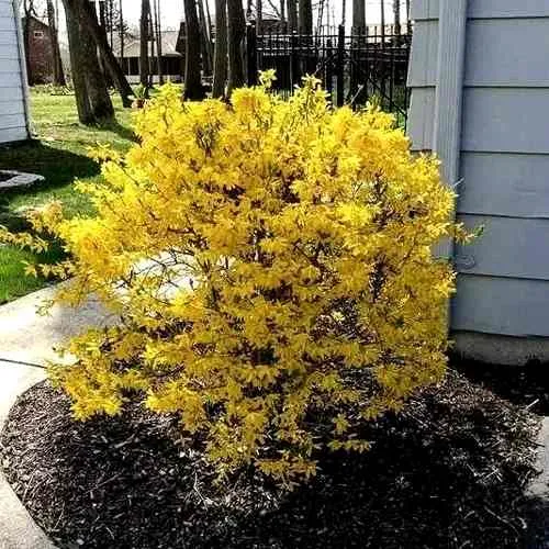 Форзиция ЛЕДНОГОРА промежуточная в Нижнем Тагиле