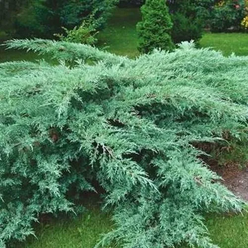 Можжевельник ГРЕЙ ОУЛ виргинский в Нижнем Тагиле