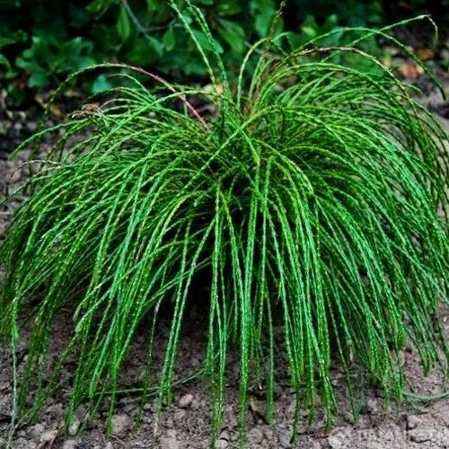 Туя ВИПКОРД складчатая в Нижнем Тагиле