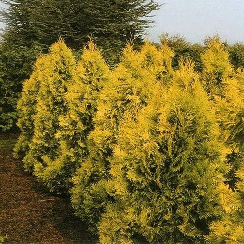 Туя ЕВРОПА ГОЛД западная в Нижнем Тагиле