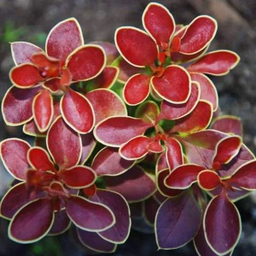 барбарис тунберга 1.jpg