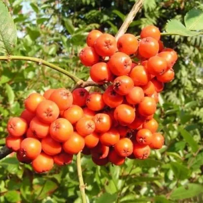 Рябина КОНЦЕНТРА сладкоплодная — описание сорта Рябина КОНЦЕНТРА сладкоплодная в Нижнем Тагиле