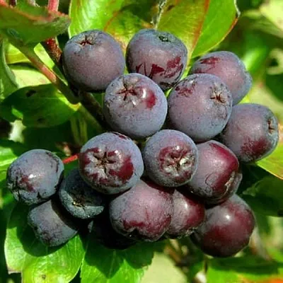 Рябина ЛИКЁРНАЯ сладкоплодная  Рябина ЛИКЁРНАЯ сладкоплодная в Нижнем Тагиле