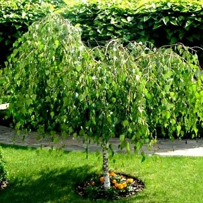 Береза  Береза в Нижнем Тагиле