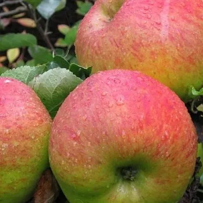 Яблоня ЯБЛОЧНЫЙ СПАС  Яблоня ЯБЛОЧНЫЙ СПАС в Нижнем Тагиле