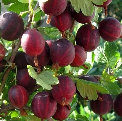 Крыжовник ХИННОМАКИ РОТ в Нижнем Тагиле