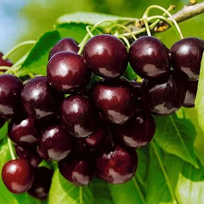 Черешня ВИТЯЗЬ  Черешня ВИТЯЗЬ в Нижнем Тагиле