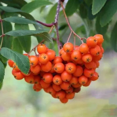 Рябина ВЕФЕД сладкоплодная  Рябина ВЕФЕД сладкоплодная в Нижнем Тагиле