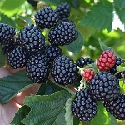 Ежевика ПОЛАР бесшипная в Нижнем Тагиле