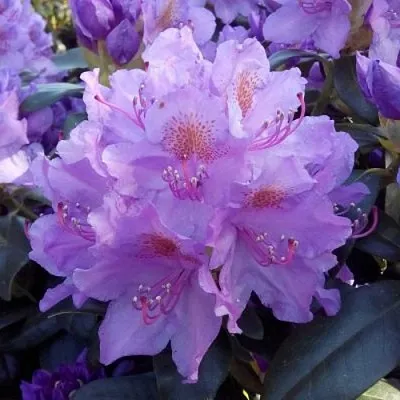 Рододендрон в Нижнем Тагиле