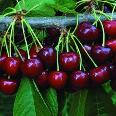 Черешня ВЕДА  Черешня ВЕДА в Нижнем Тагиле